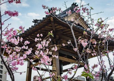Japonský chrám a kvetoucí sakury v centru Taipei
